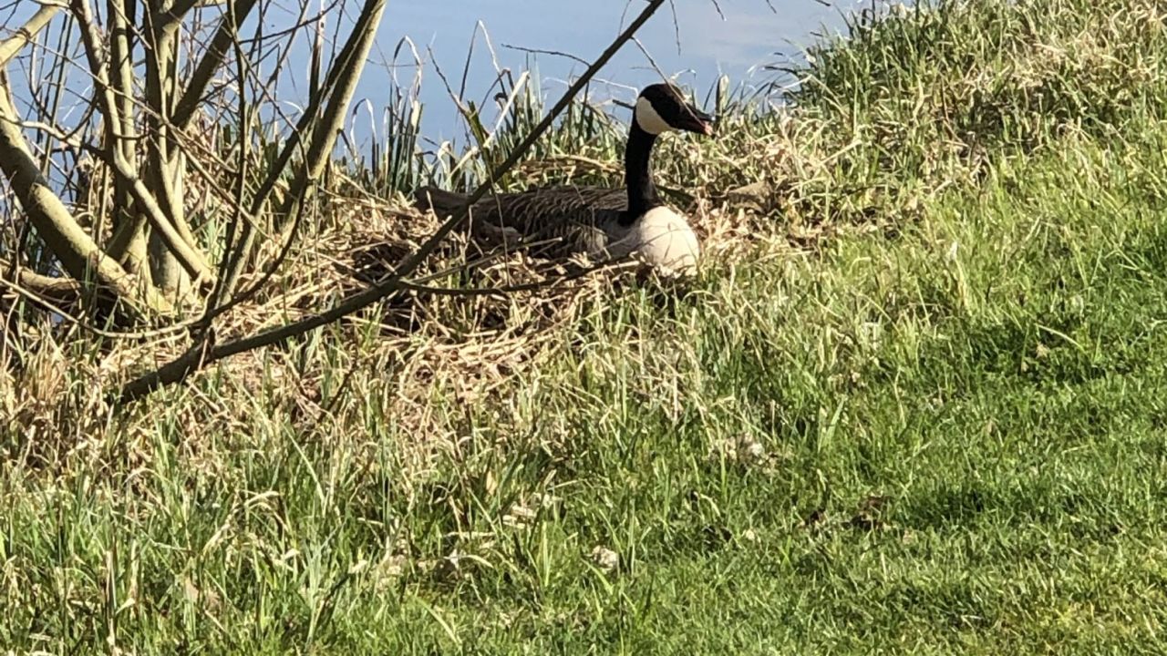 Golf & Country Club Velderhof