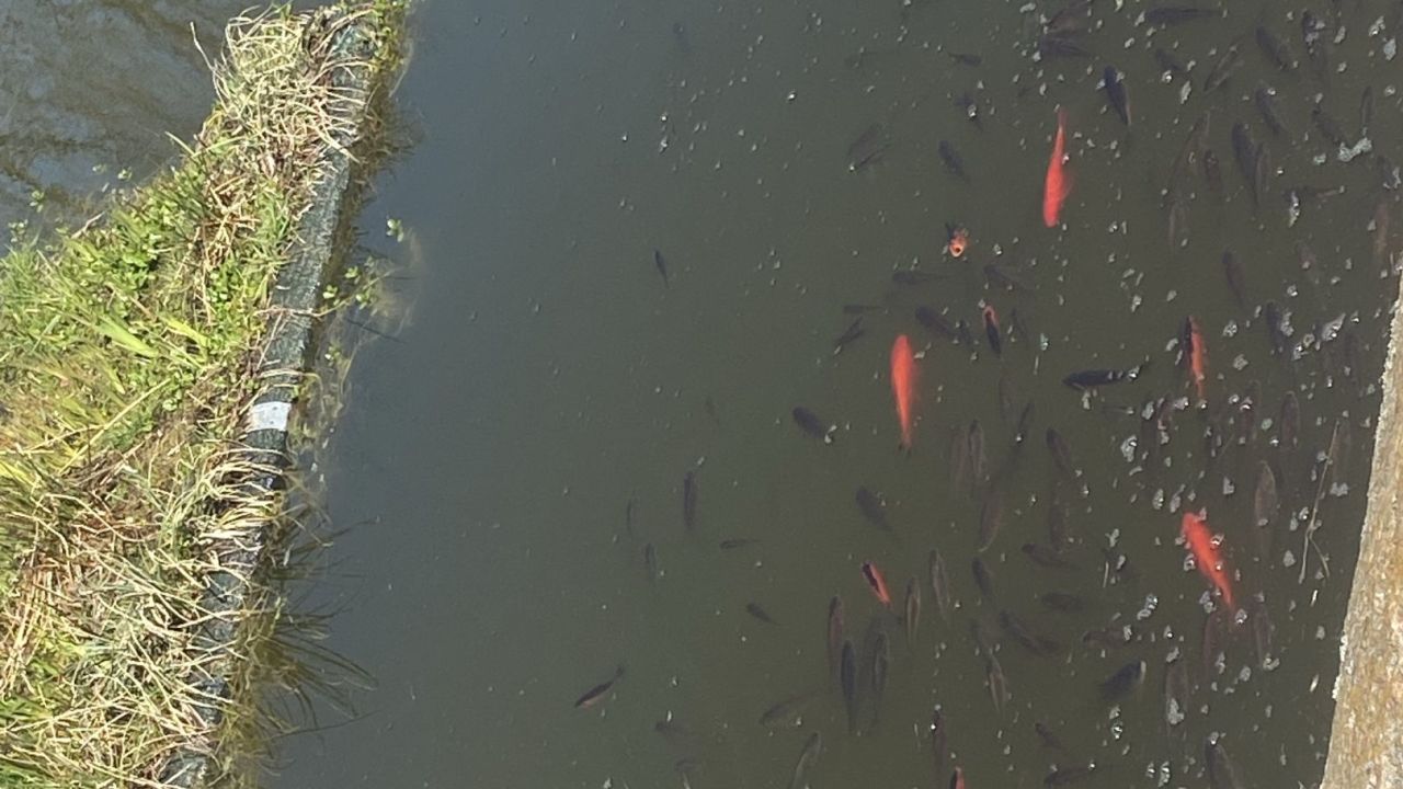 Ostsee Golf Resort Wittenbeck