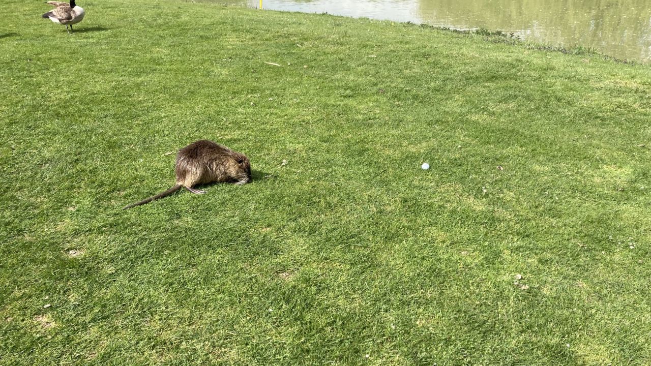 Golf Burg Konradsheim