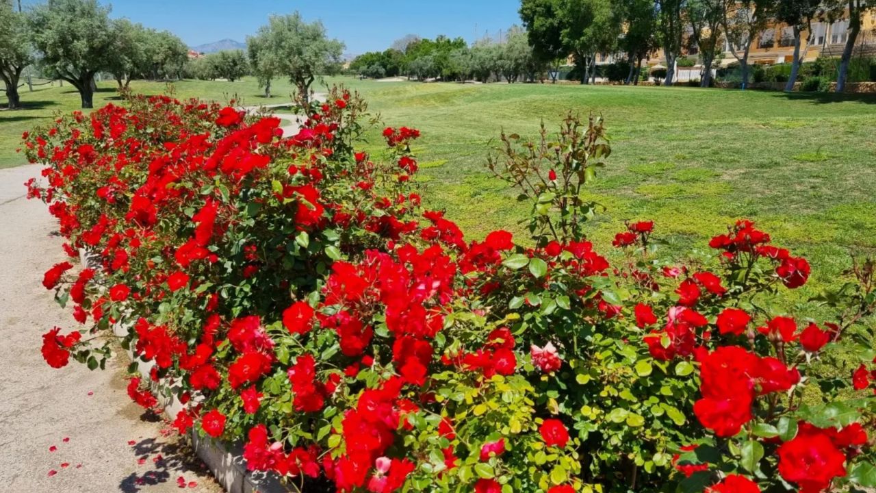 Club de Golf Alicante Golf