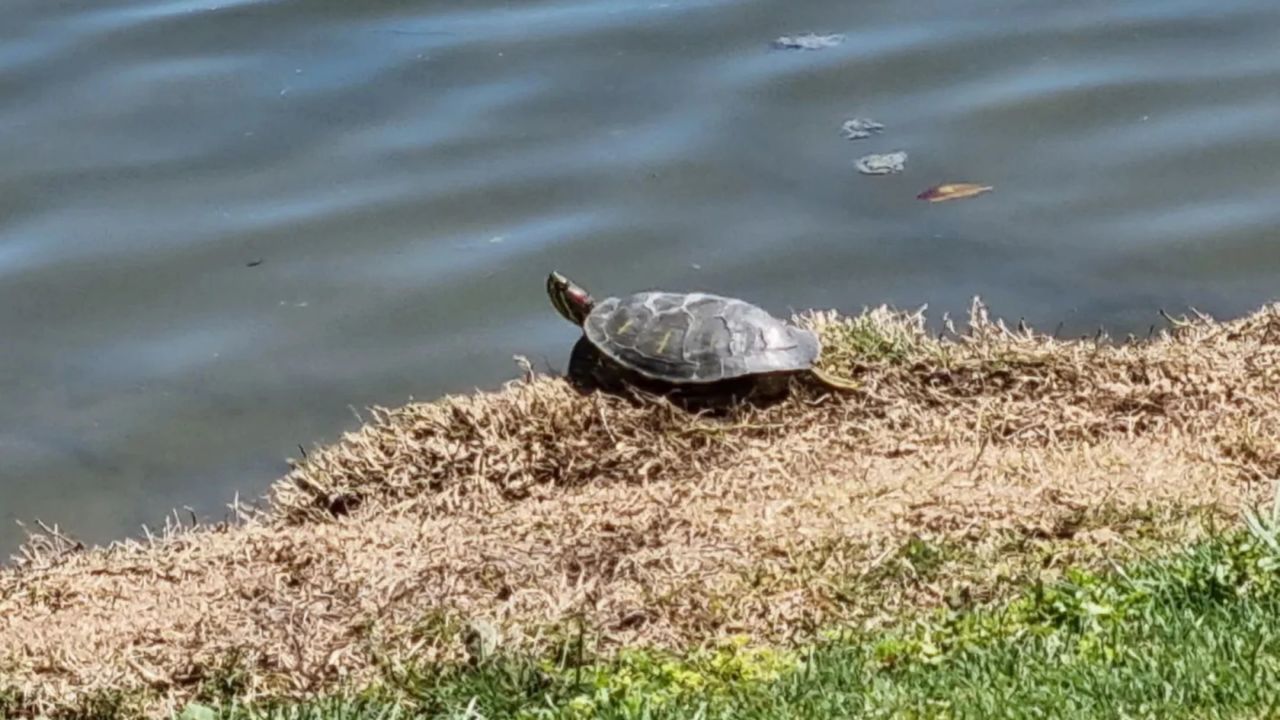 Club de Golf Alicante Golf