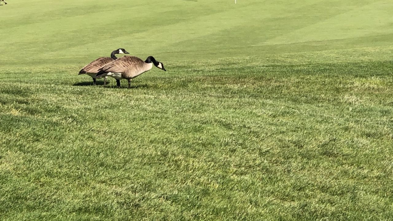 Golf & Country Club Velderhof