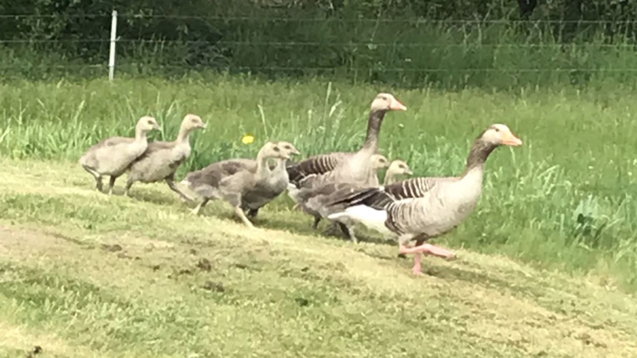 Golfclub Kallin e.V.