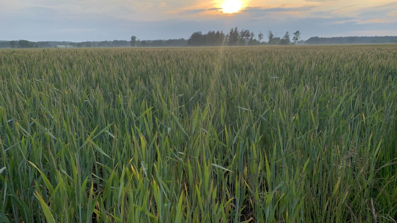 Green Eagle Golf Courses