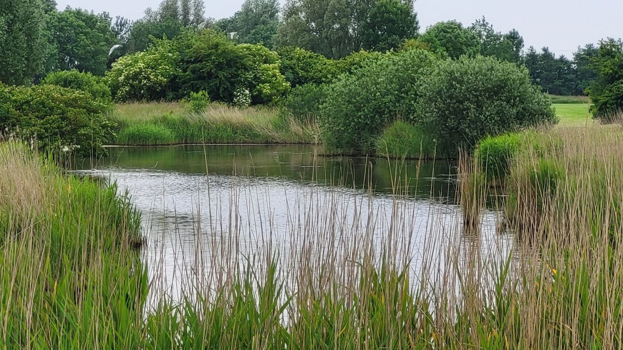 GC Wilhelmshaven-Friesland