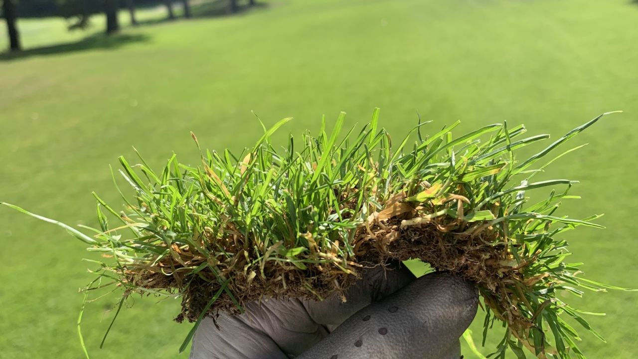 Hamburger LGC Hittfeld