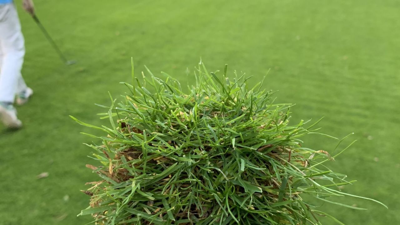 Hamburger LGC Hittfeld