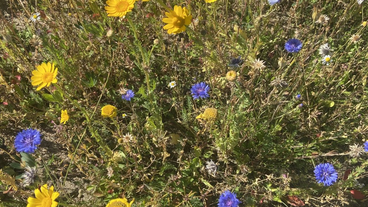 GC Büsum Dithmarschen