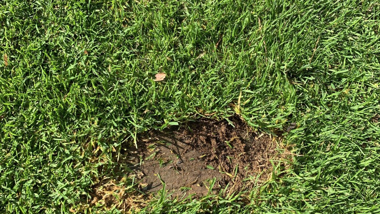 Hamburger LGC Hittfeld