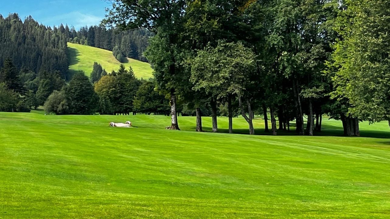 GC Oberstaufen-Steibis