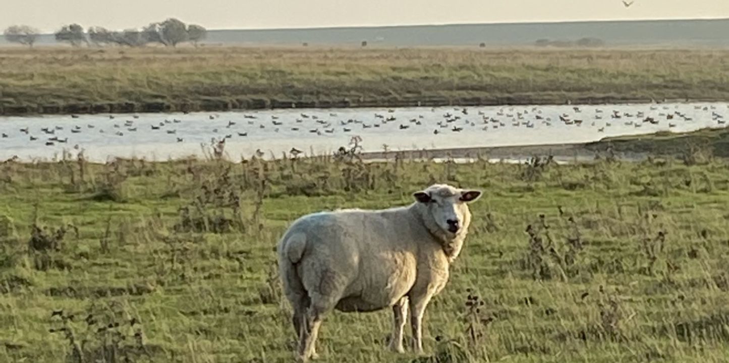 GC Büsum Dithmarschen