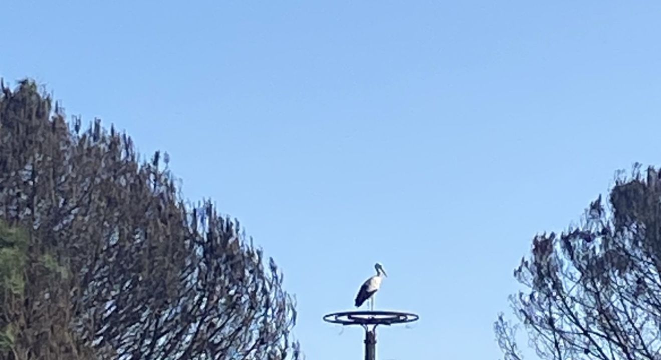 Pinheiros Altos Campo de Golfe