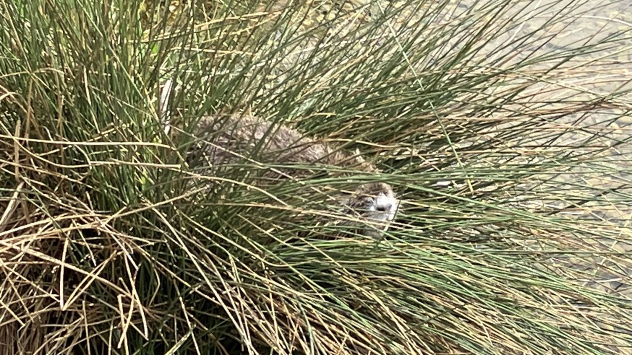 Heitlinger Golf Resort