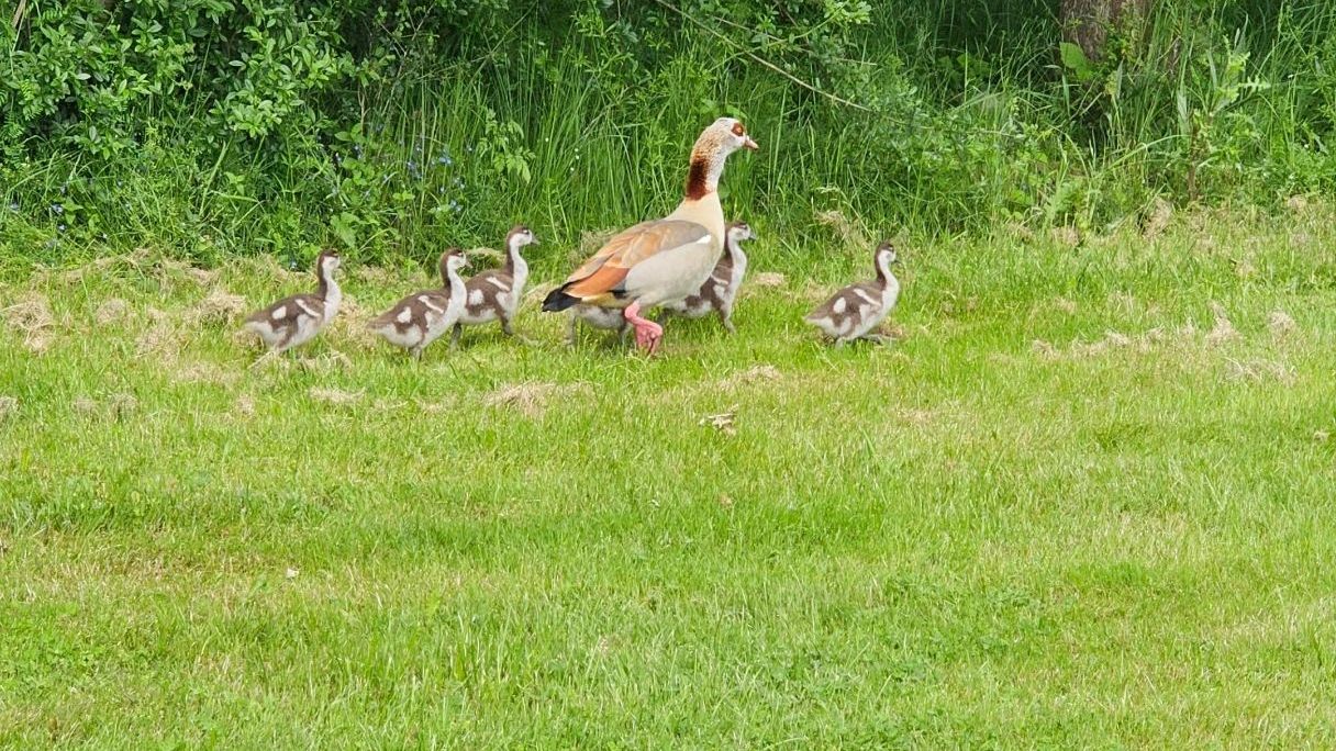 GC Pfalz Neustadt a.d. Weinstraße