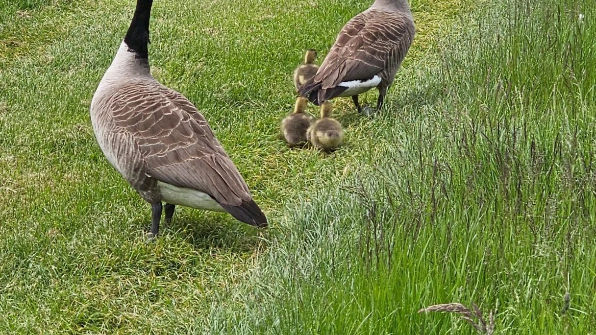 GC Pfalz Neustadt a.d. Weinstraße
