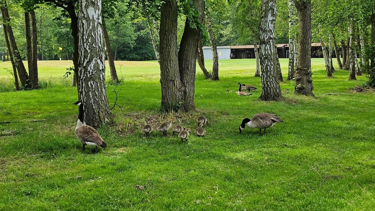 GC Pfalz Neustadt a.d. Weinstraße