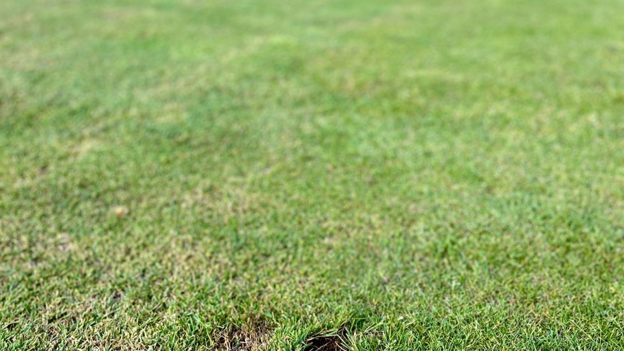 Hamburger LGC Hittfeld