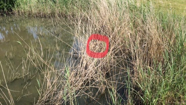 GC Wilhelmshaven-Friesland