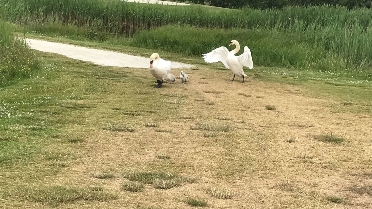 Green Eagle Golf Courses