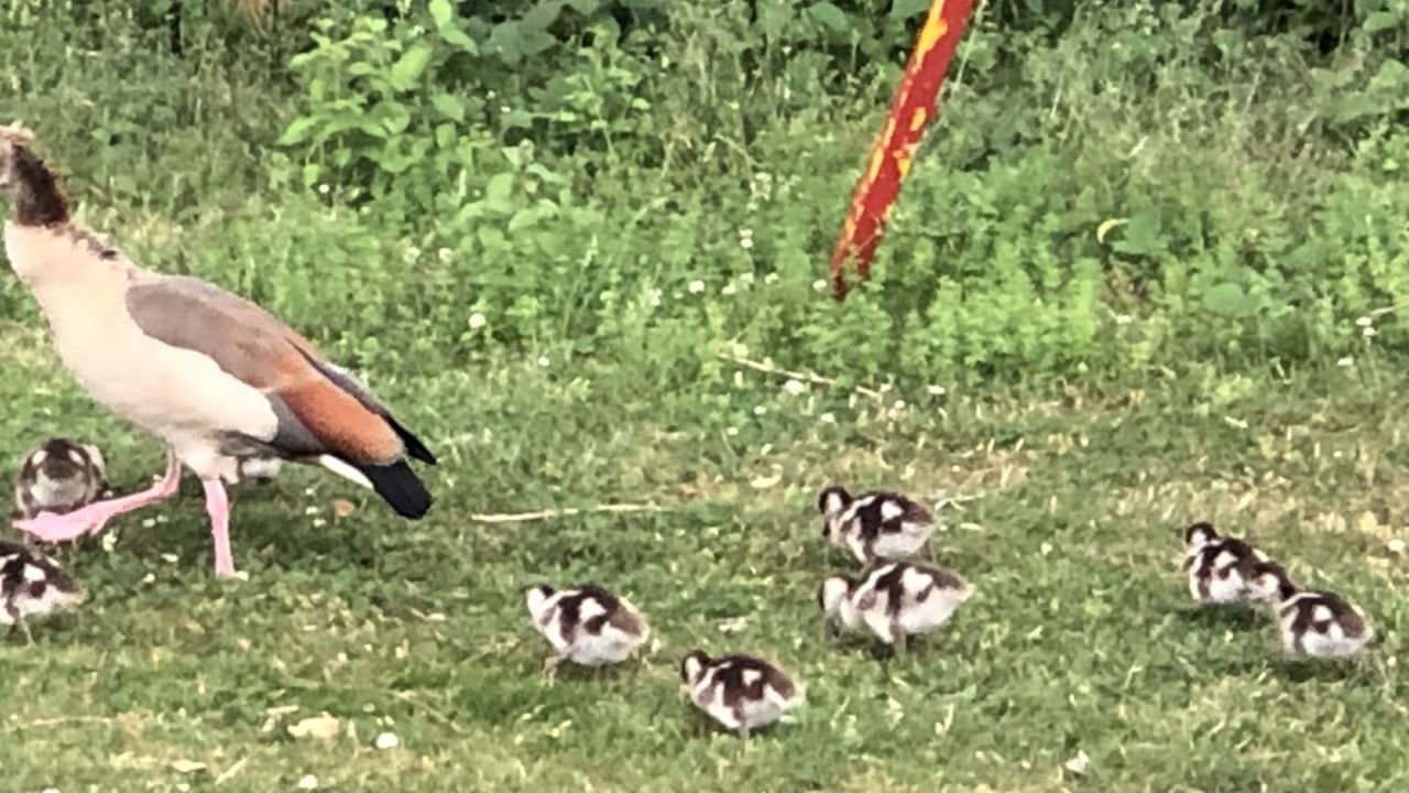 Golf Burg Konradsheim