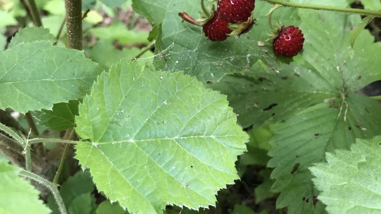 GC Gerhelm Nürnberger Land