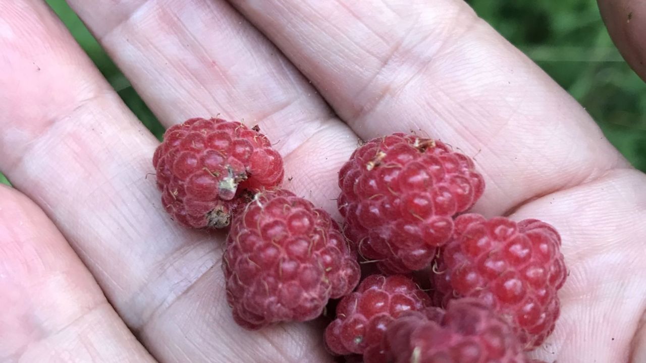 GC Gerhelm Nürnberger Land