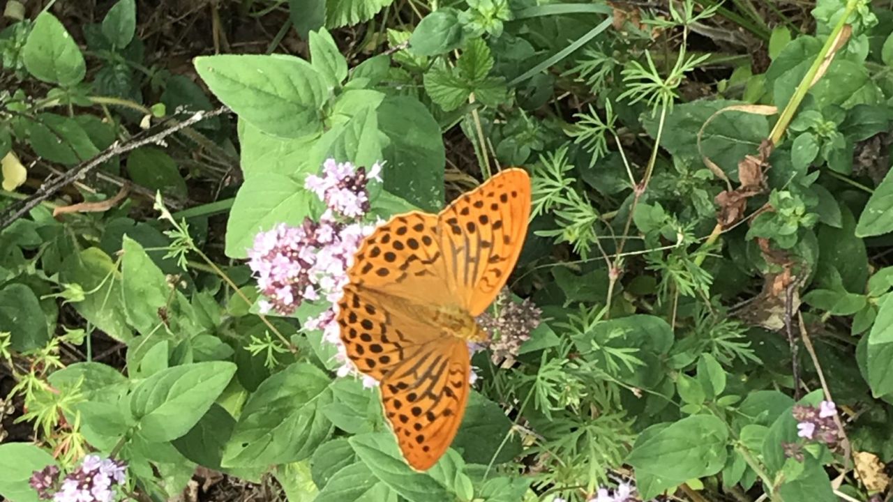 GC Gerhelm Nürnberger Land