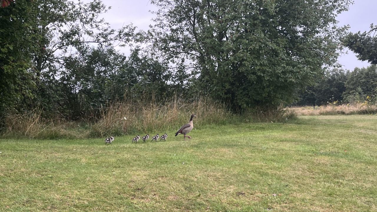 GCC Elfrather Mühle