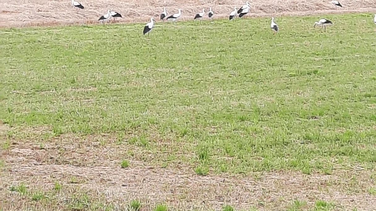 GC Steisslingen am Bodensee