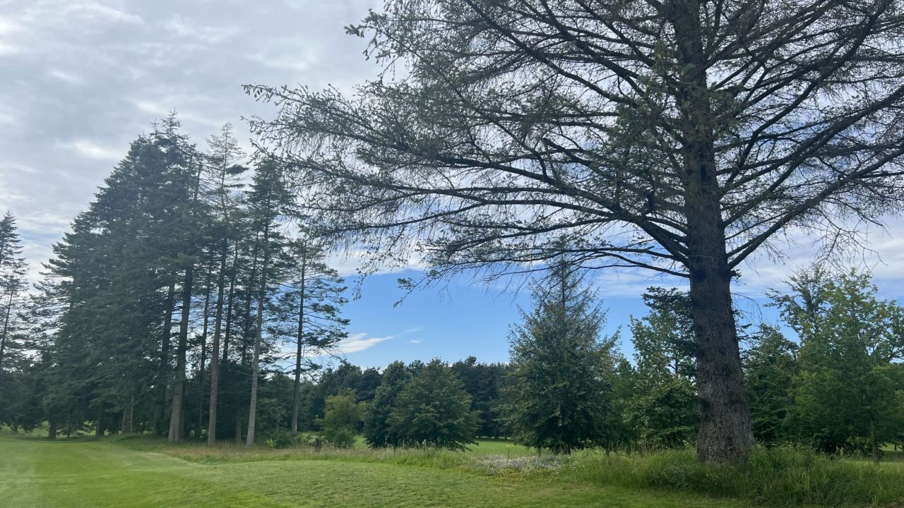 Sønderjyllands Golfklub