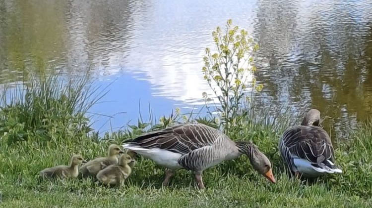 Golf Resort Bad Griesbach, Porsche Golf Course