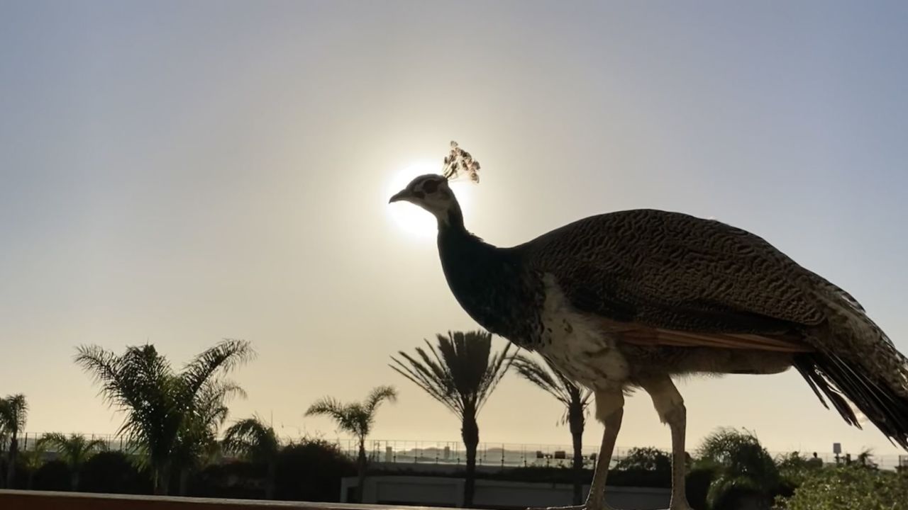 Golf de Mogador Essaouira