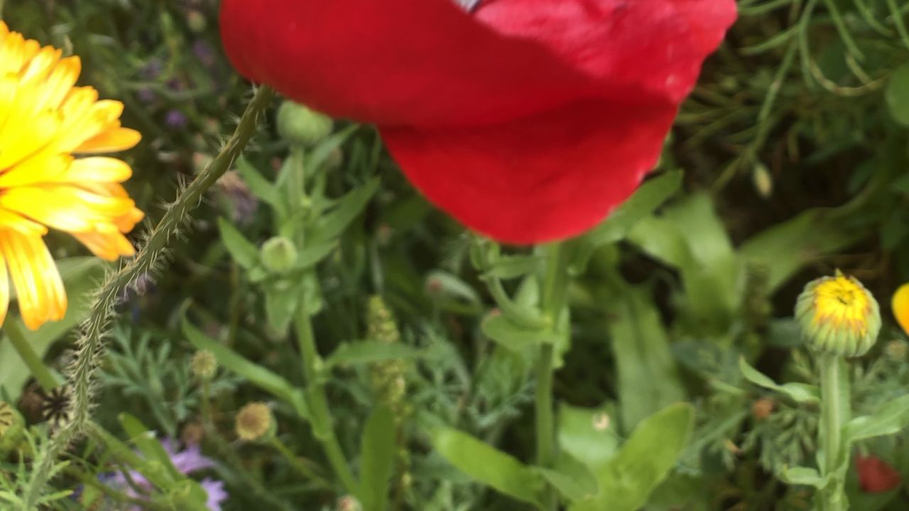 Golf & Country Club Velderhof