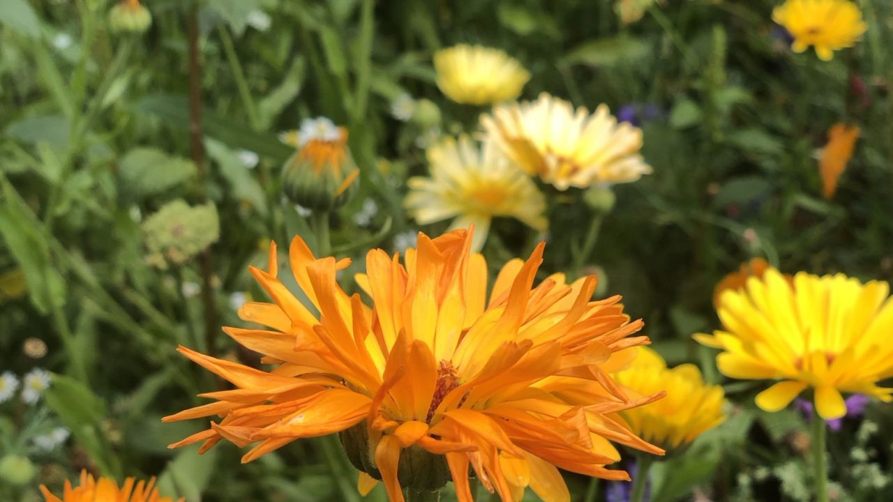 Golf & Country Club Velderhof