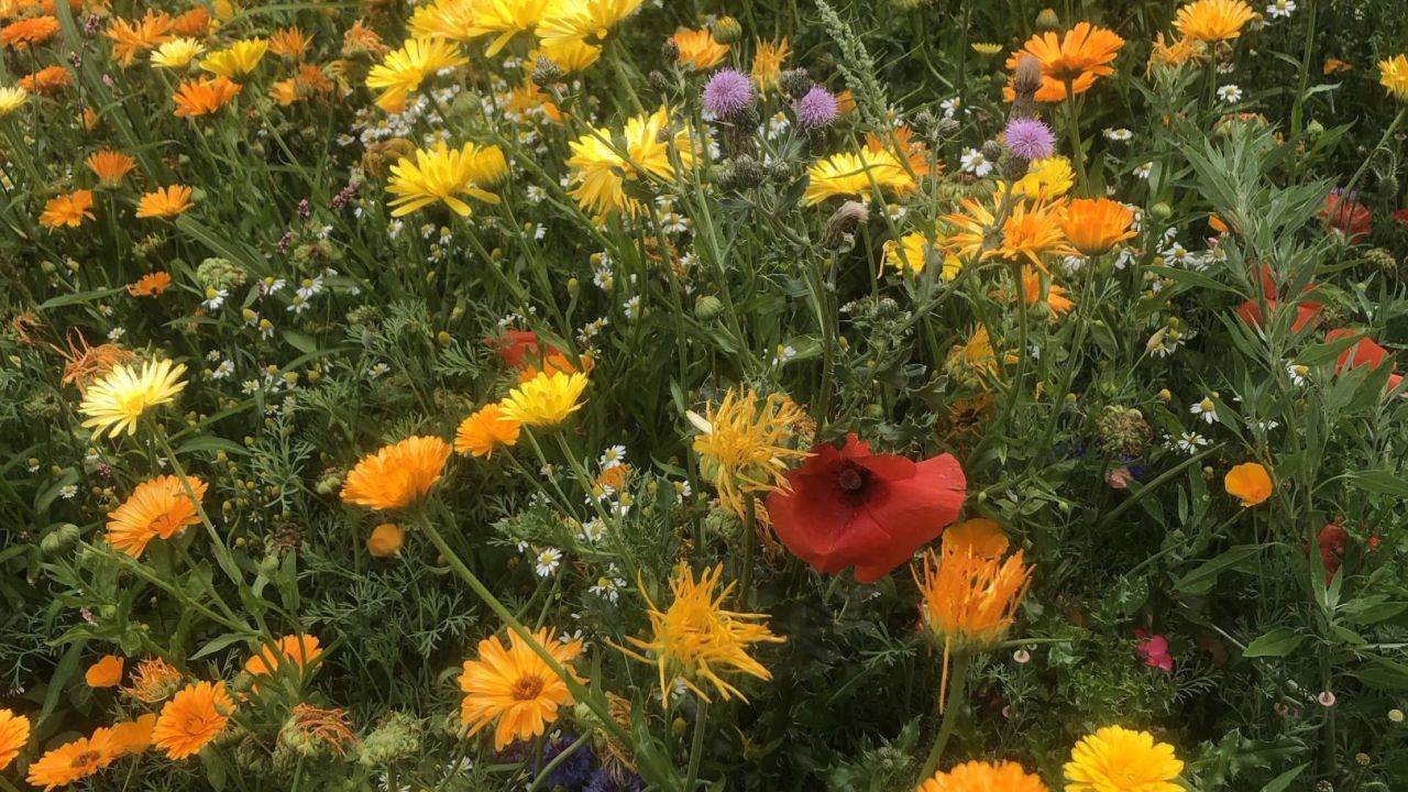 Golf & Country Club Velderhof