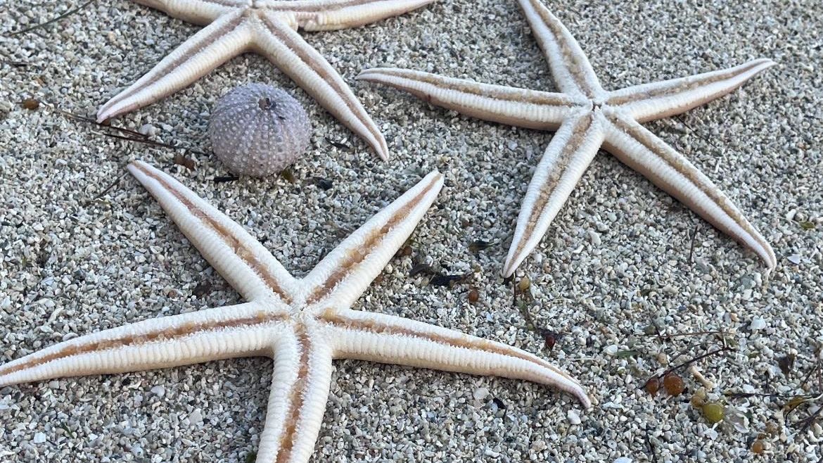 Anahita Golf Club Mauritius