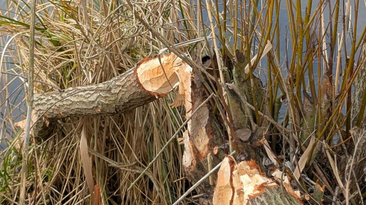 Golfanlage Schloss Lüdersburg