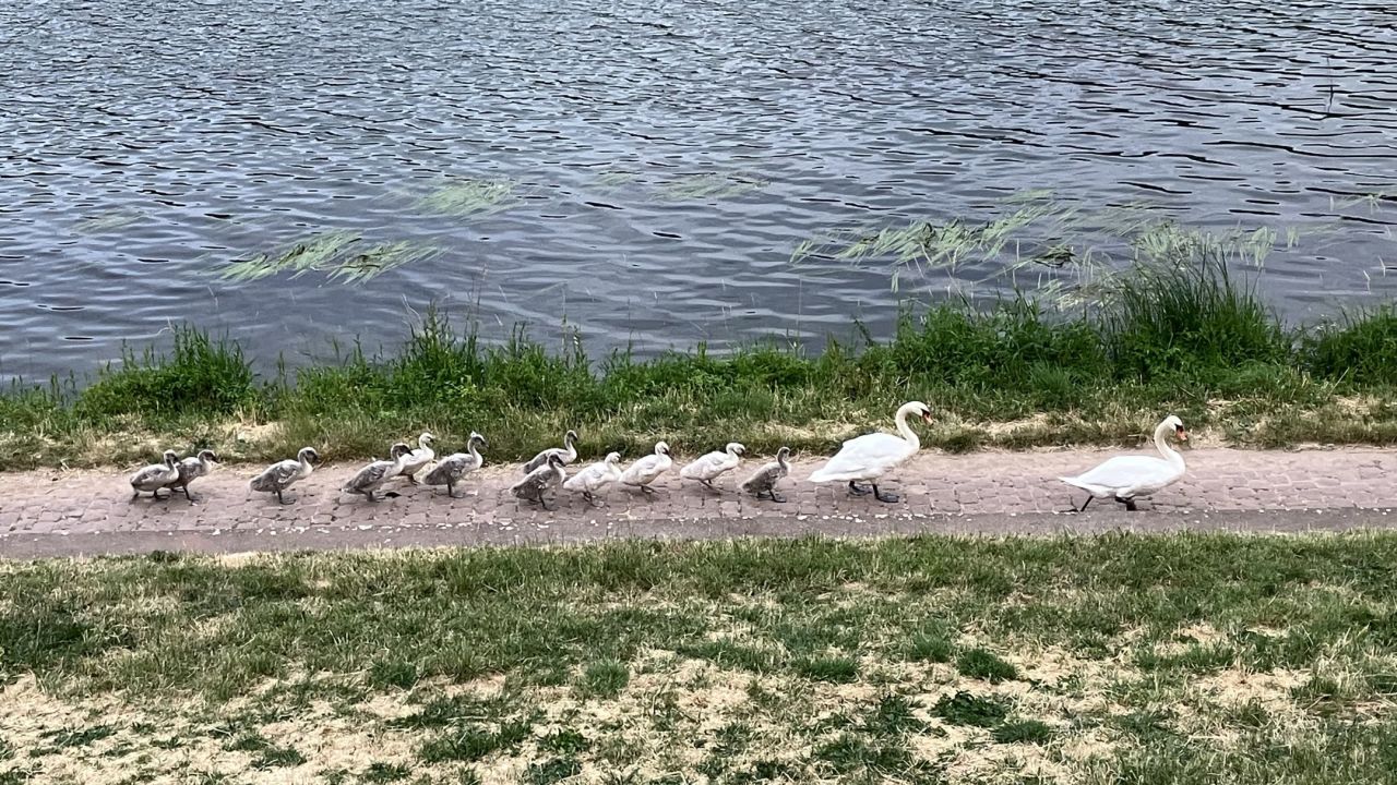 GC Heidelberg-Lobenfeld e.V.