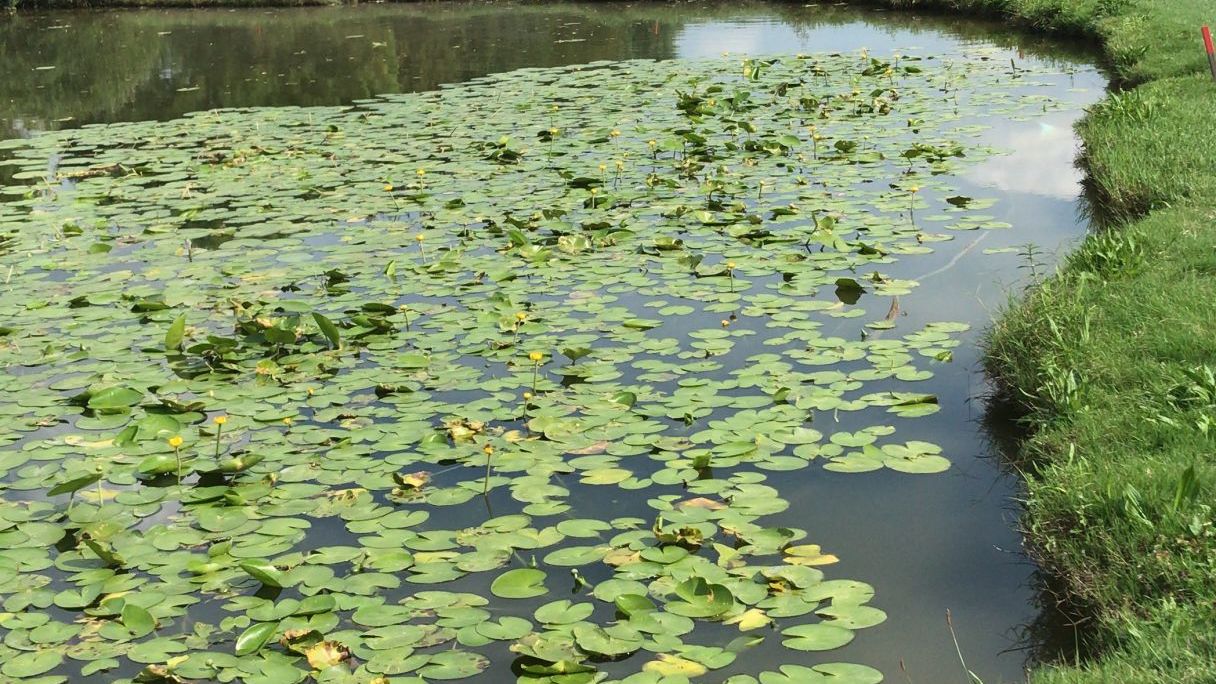 Golf della Montecchia