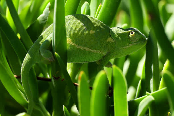 SUN CITY, SOUTH AFRICA - DECEMBER 06: A Chameleon looks on during the final round of the South African Open at Gary Player CC on December 6, 2020 in Sun City, South Africa. (Photo by Richard Heathcote/Getty Images)