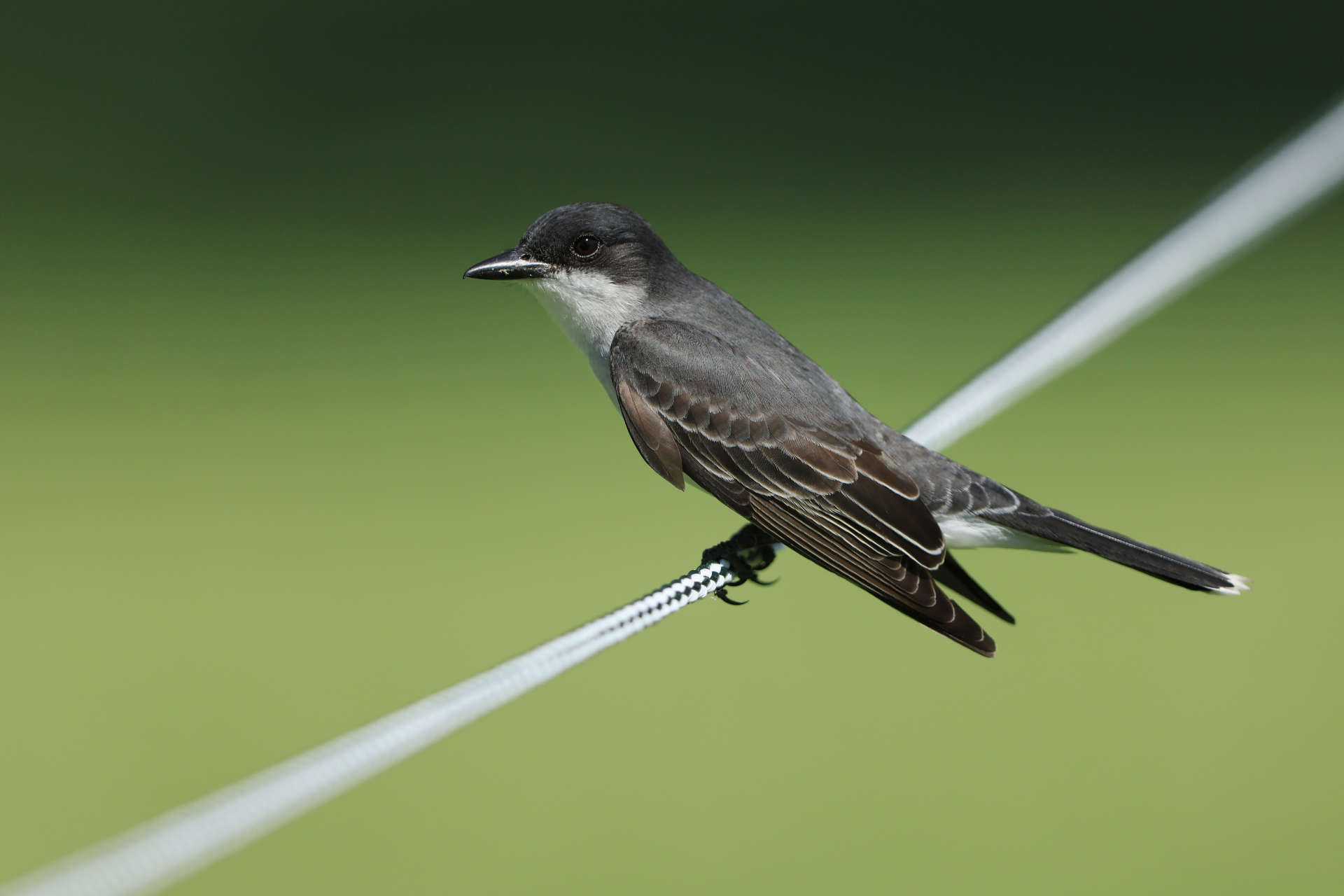 TULSA, OKLAHOMA - MAY 19: A bird is seen on a rope near the fourth hole during the first round of the 2022 PGA Championship at Southern Hills Country Club on May 19, 2022 in Tulsa, Oklahoma. (Photo by Sam Greenwood/Getty Images)