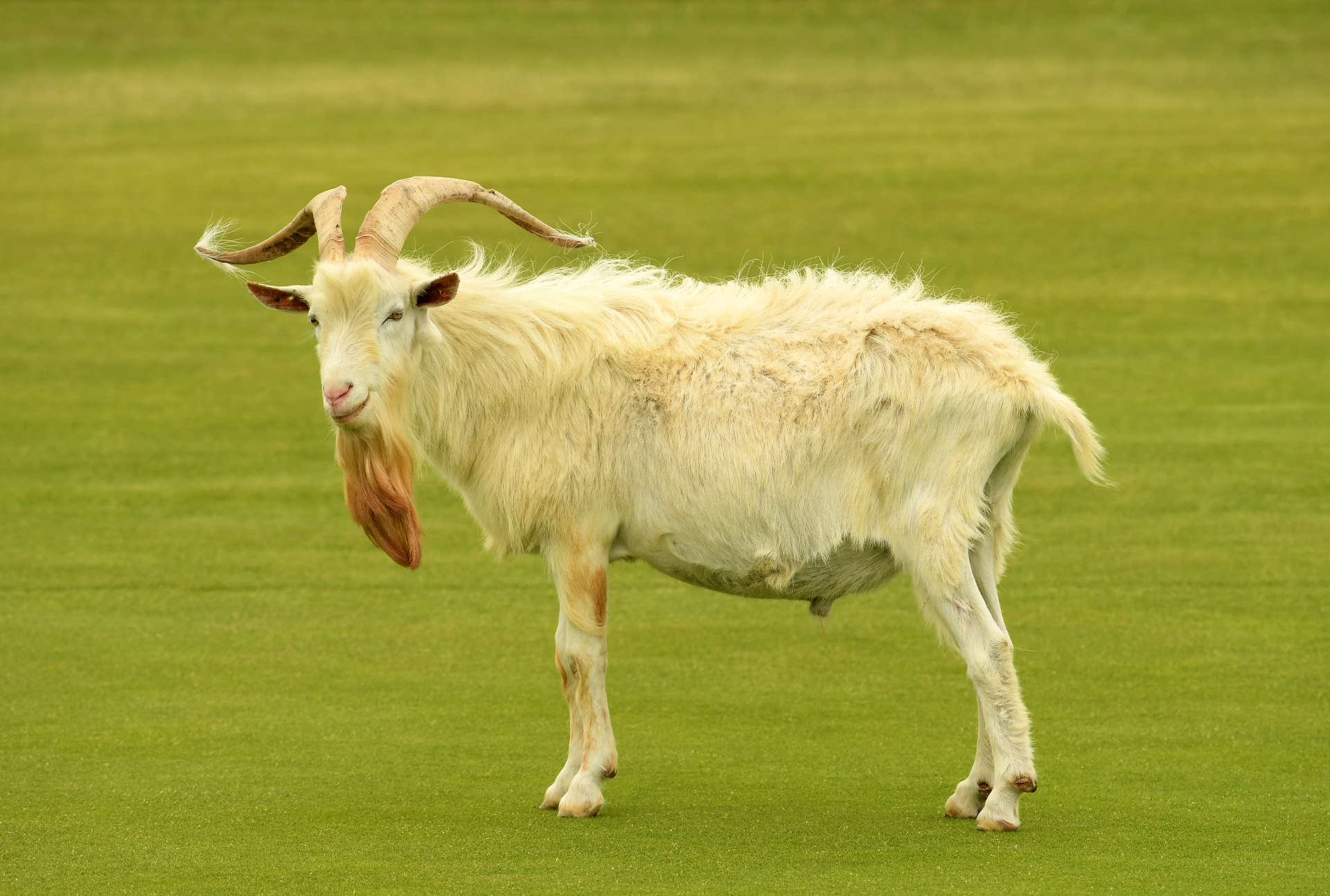 2. Ungewöhnliche PlatzarbeiterBeim Aufbau des Platzes mussten dichte Büsche und hohes Gras entfernt werden. Dafür wurden Ziegen eingesetzt, eine Idee des Designers Pete Dye. Das funktionierte zwar - innerhalb von acht Monaten wurden 80% des Platzes "gemäht" - doch die Ziegen trieben eine Menge Unsinn: Unter anderem kletterten sie auf das Dach des Clubhauses, legten sich mit Alligatoren an und statteten gelegentlich den Innenräumen des Clubhauses einen Besuch ab.
