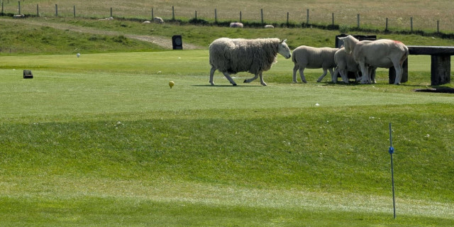 Why are there farm animals on this Scottish golf course?
