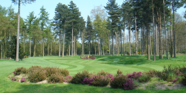 Forest Pines
