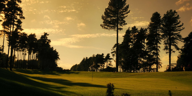 Forest Pines