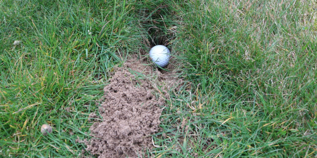 Do you lose more golf balls than average?