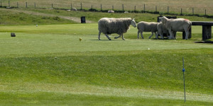 Why are there farm animals on this Scottish golf course?