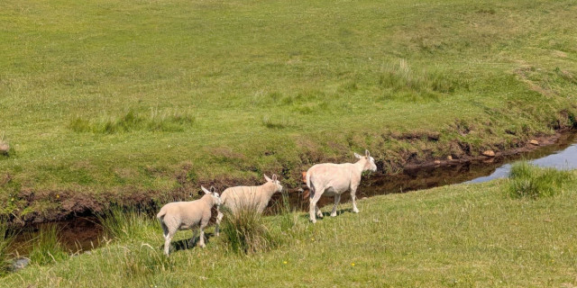 Brora Golf Club