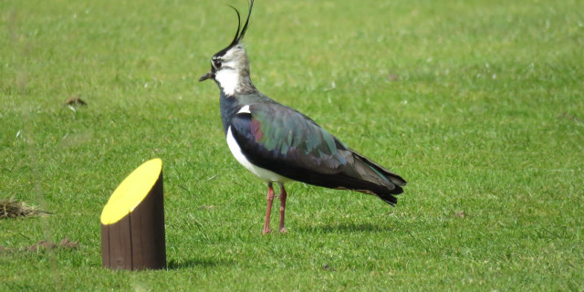 New Partnership to Support Biodiversity at UK Golf Courses