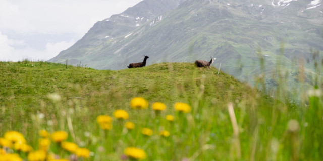 Andermatt Golf Course